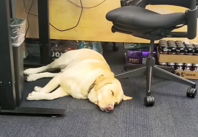 dog laying down in an office